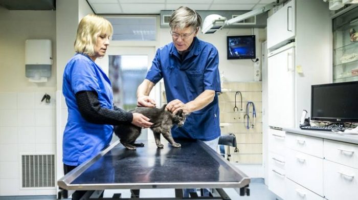 荷兰专家证明：人类可以将新冠病毒传到猫和狗身上，最大的担忧是…